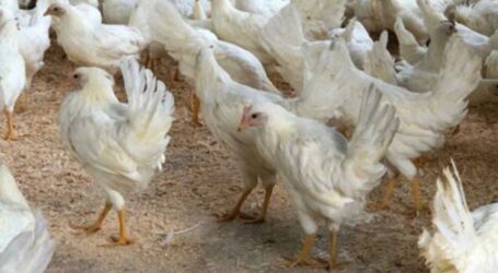 La Provincia di Pavia boccia l’allevamento di galline ovaiole