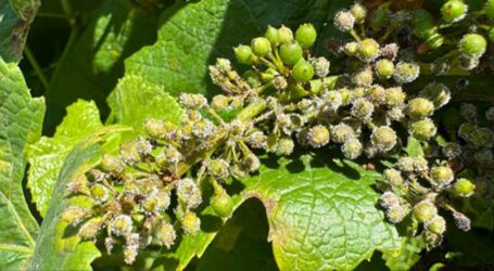 Vendemmia a metà per la peronospora