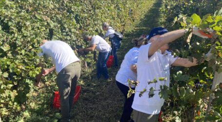 “La vite per la vita”, la vendemmia di “Trapiantami un Sorriso”